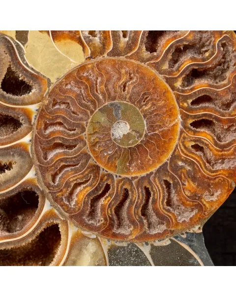 Ammonite Cleoniceras su Cornice