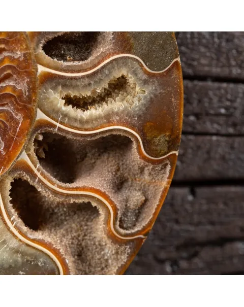 Ammonite Cleoniceras su Cornice