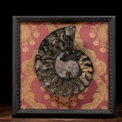 Ammoniti su Quadro (8)