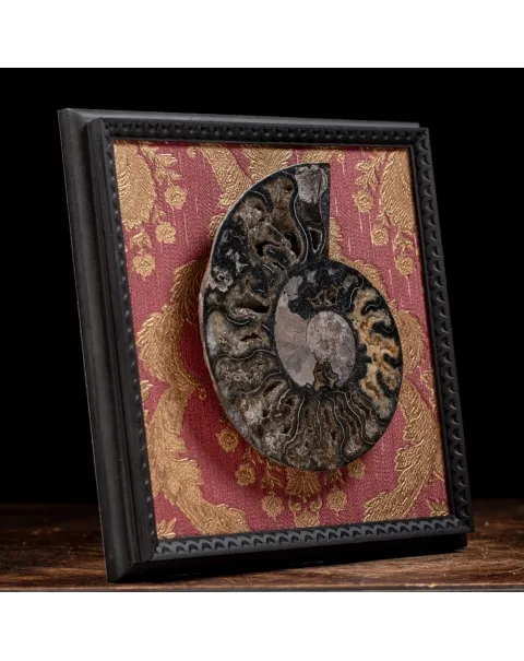 Ammonite Cleoniceras su Cornice
