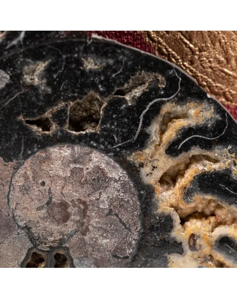Ammonite Cleoniceras su Cornice