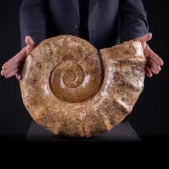 Ammoniti Euaspidoceras (3)