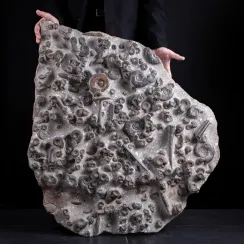 Ammoniti Endosiphonites Muensteri e Epiwocklumeria Applanata (6)