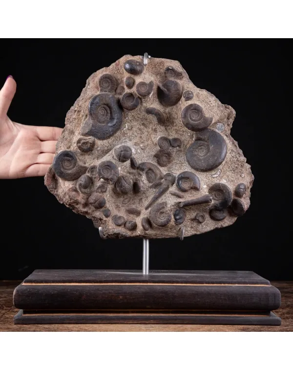 Lastra con Ammoniti Fossili.