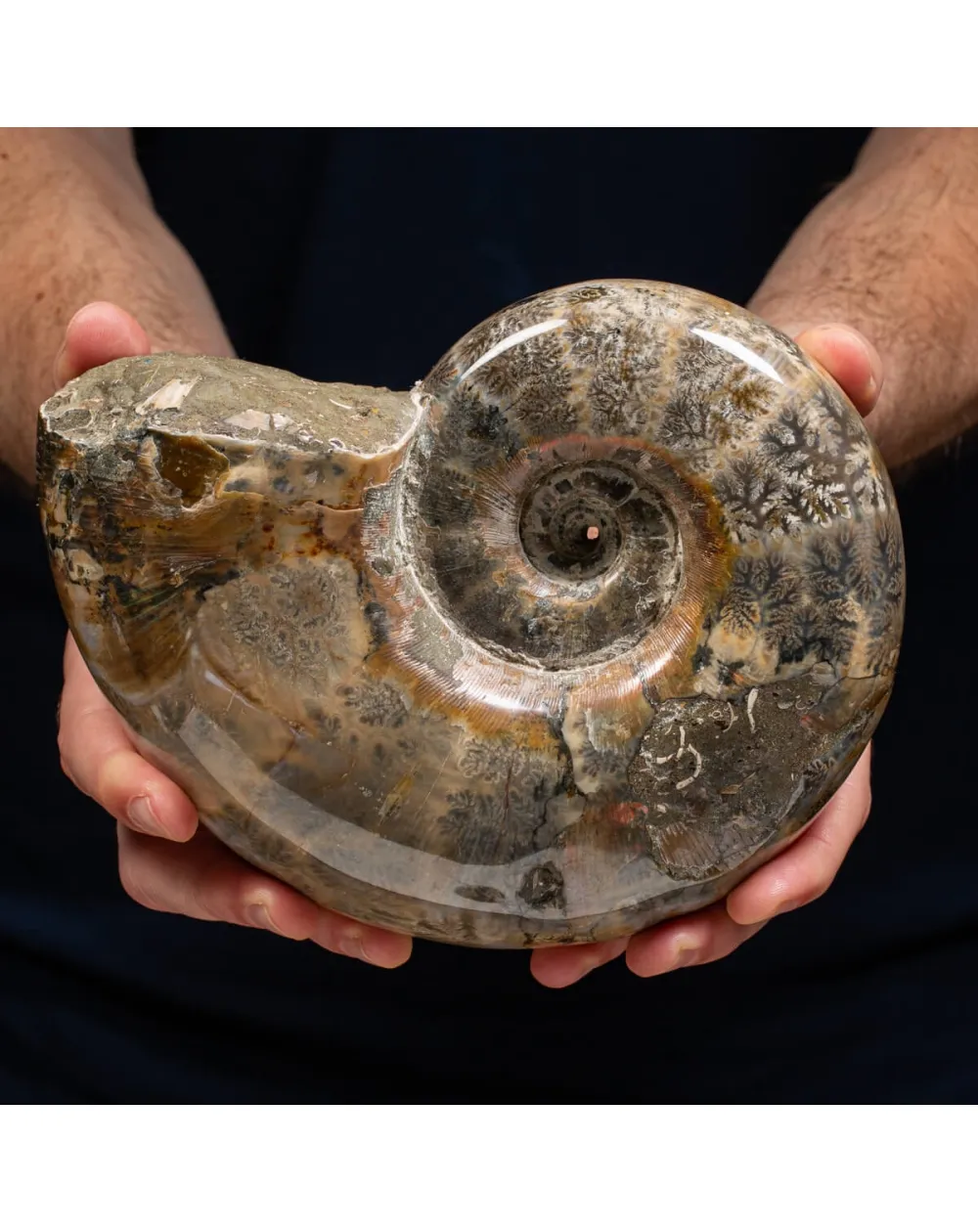 Ammonite Lytoceras 