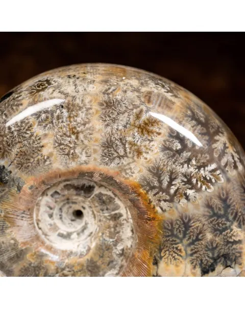 Ammonite Lytoceras 