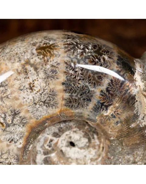 Ammonite Lytoceras 