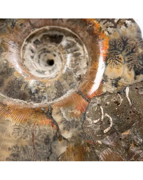 Ammonite Lytoceras 