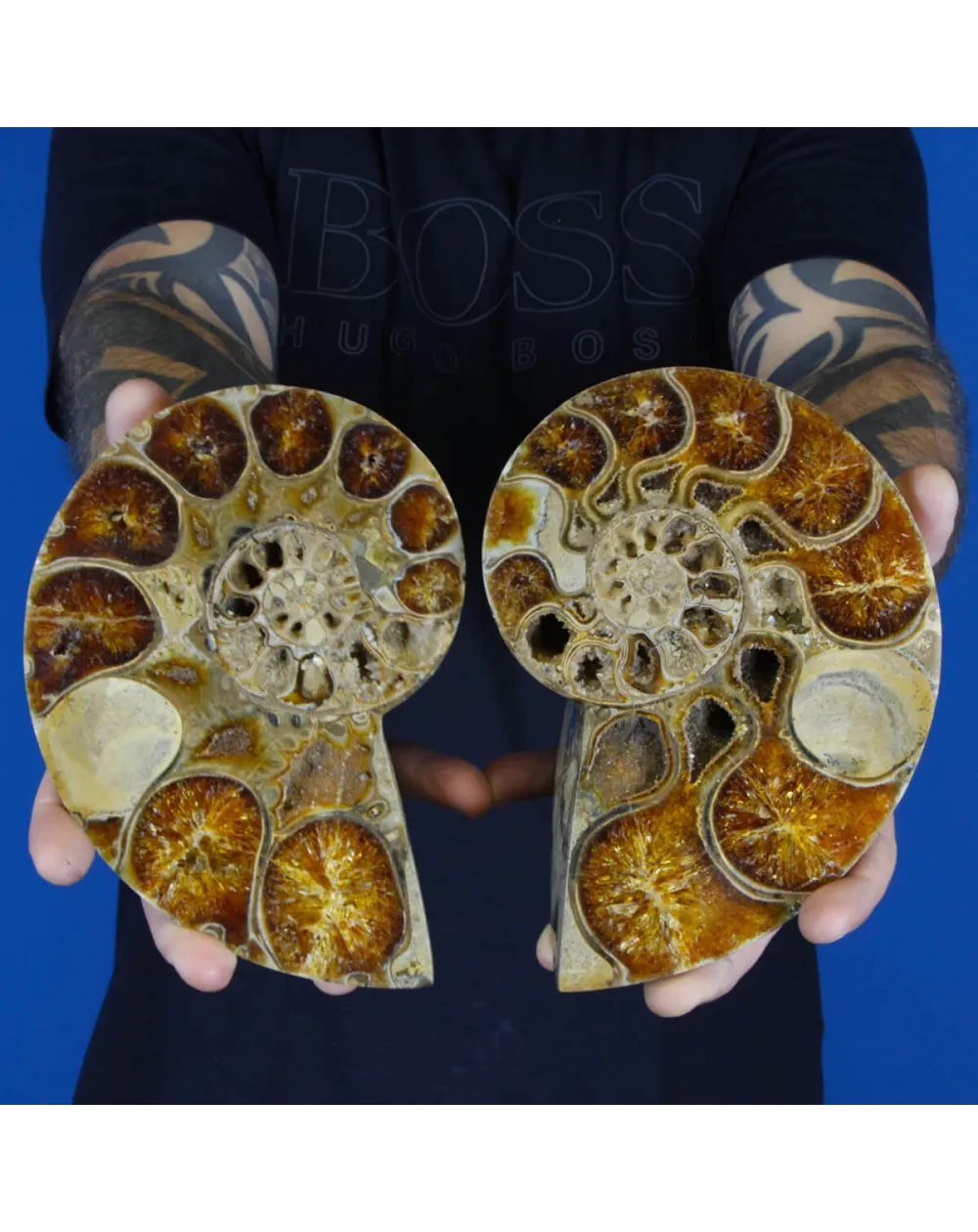 Ammonite Phylloceras