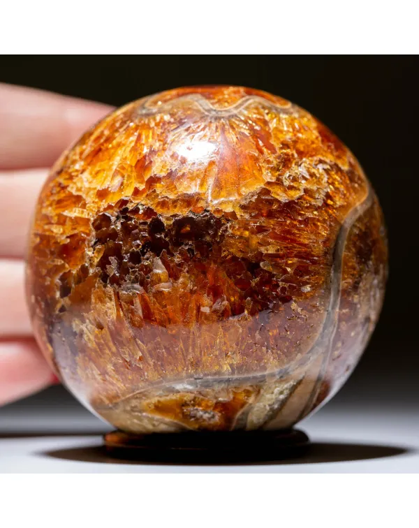 Sfera Fossile di Ammonite Cleoniceras.