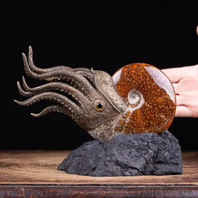Scultura Ammonite