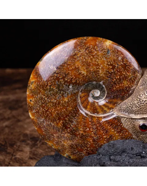 Scultura Ammonite