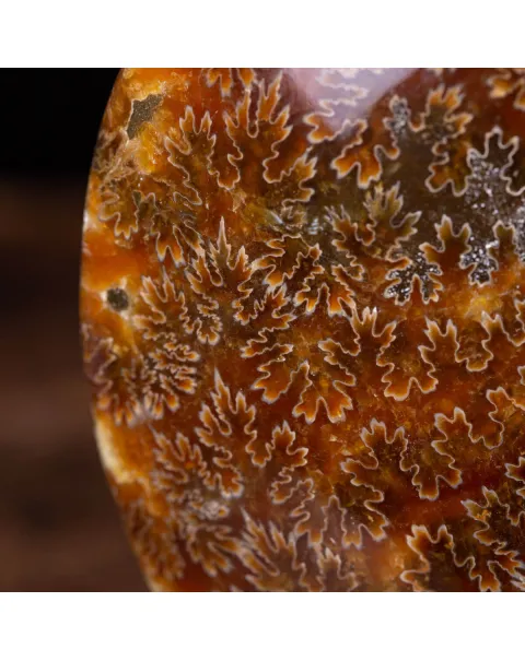 Scultura Ammonite