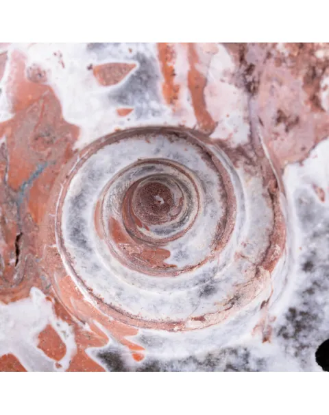 Ammonite di Timor - Metalegoceras