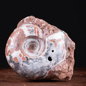 Ammonite di Timor - Metalegoceras
