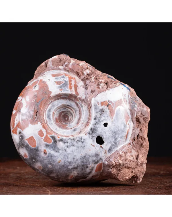 Ammonite di Timor - Metalegoceras