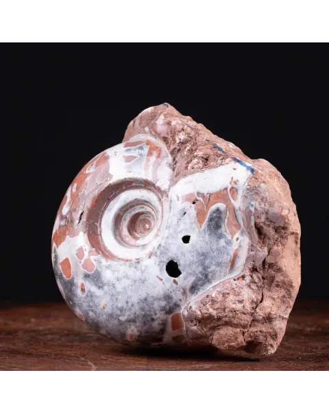 Ammonite di Timor - Metalegoceras