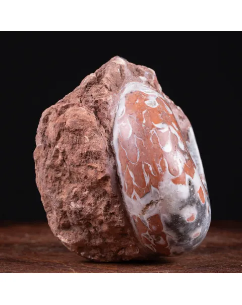 Ammonite di Timor - Metalegoceras