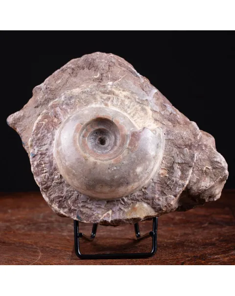 Fossile di Metalegoceras: Spirali del Tempo.