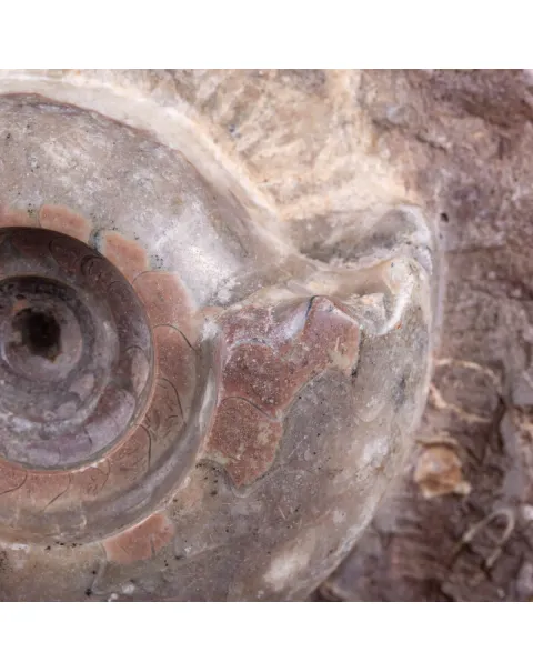 Fossile di Metalegoceras: Spirali del Tempo.