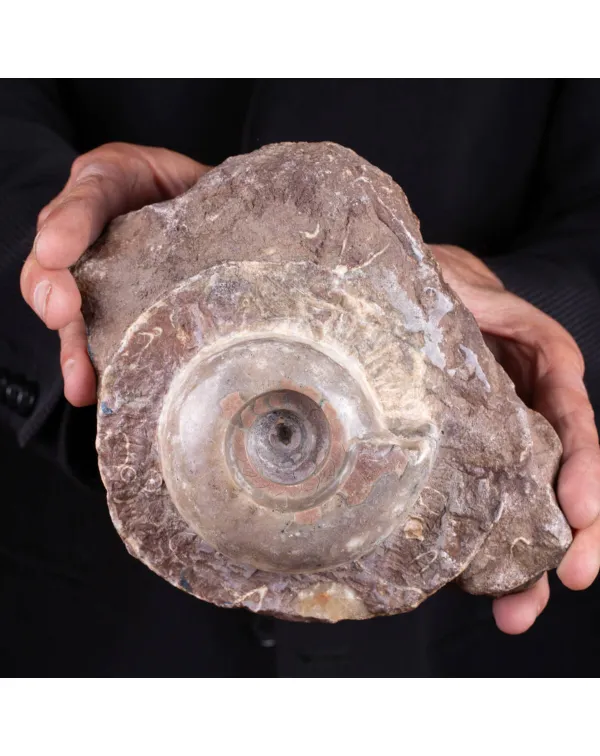 Fossile di Metalegoceras: Spirali del Tempo.
