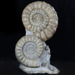 Ammoniti Arietites Bucklandi (5)