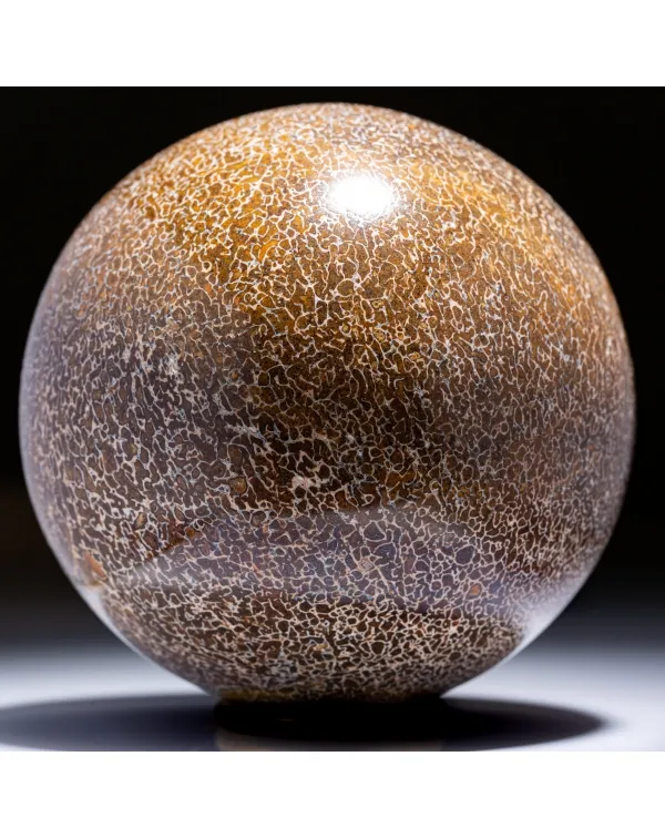 Sfera in Osso di Atlasaurus