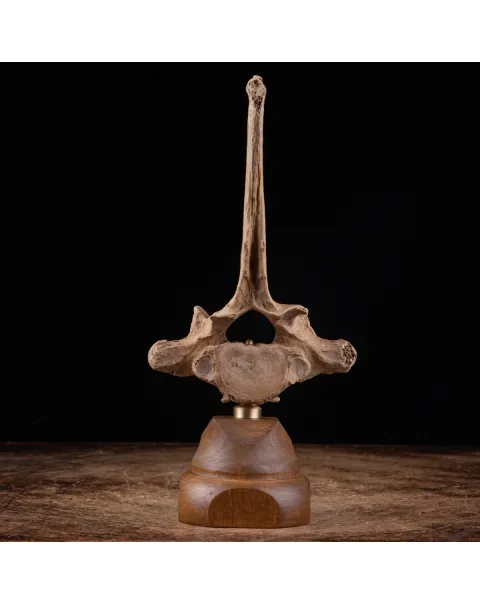 Vertebra Bison Priscus Curiosità Naturale
