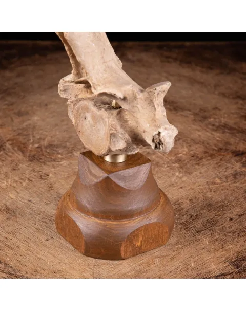 Vertebra Bison Priscus Curiosità Naturale