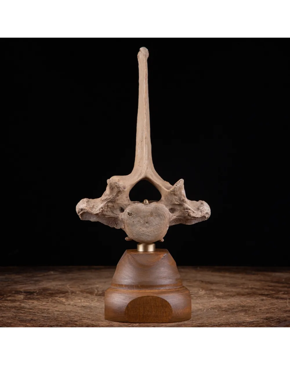 Vertebra Bison Priscus Curiosità Naturale