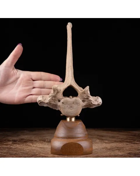 Vertebra Bison Priscus Curiosità Naturale