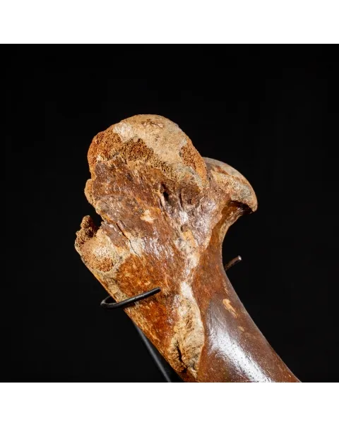 Zampa Bison Priscus