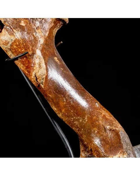 Zampa Bison Priscus