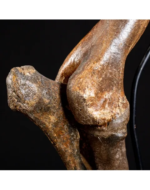 Zampa Bison Priscus