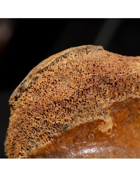 Zampa Bison Priscus