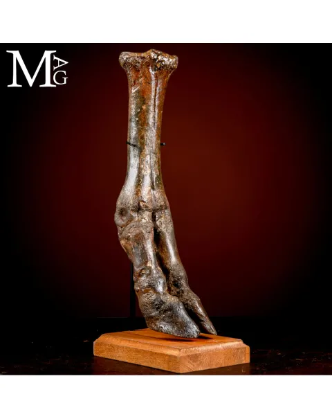 Zampa di Bisonte delle Steppe - Era Glaciale Pleistocene.