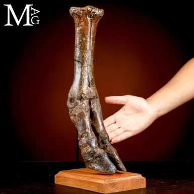 Zampa di Bisonte delle Steppe - Era Glaciale Pleis...