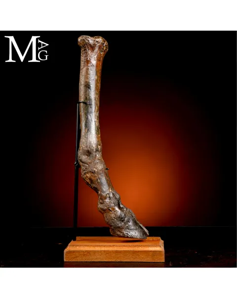 Zampa di Bisonte delle Steppe - Era Glaciale Pleistocene.
