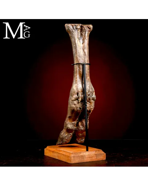 Zampa di Bisonte delle Steppe - Era Glaciale Pleistocene.