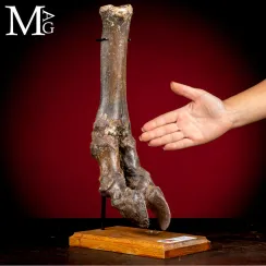 Bisonte delle Steppe - Bison Priscus. (8)