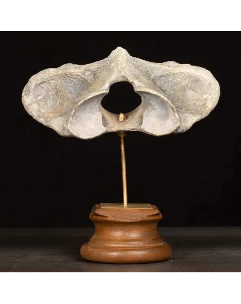 Vertebra Fossile di Bisonte delle Steppe – Pleistocene.
