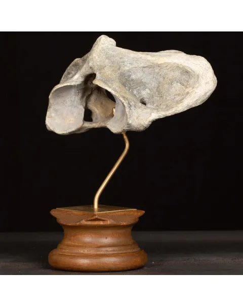 Vertebra Fossile di Bisonte delle Steppe – Pleistocene.