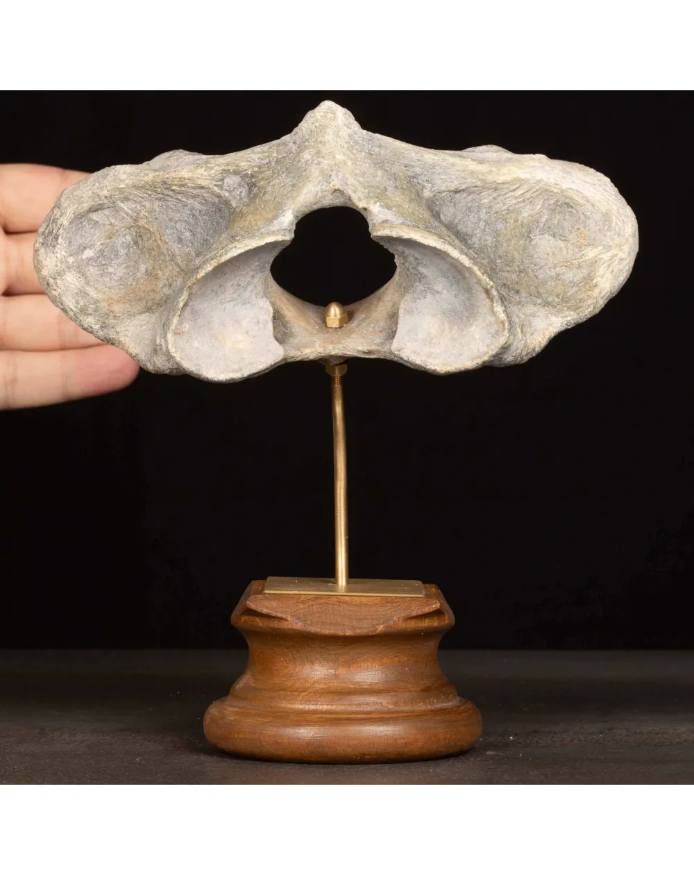 Vertebra Fossile di Bisonte delle Steppe – Pleistocene.