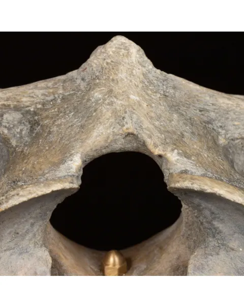 Vertebra Fossile di Bisonte delle Steppe – Pleistocene.