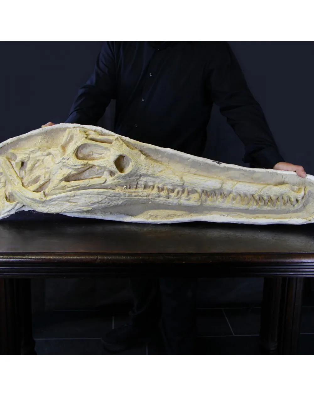 Cranio Fossile Dyrosaurus