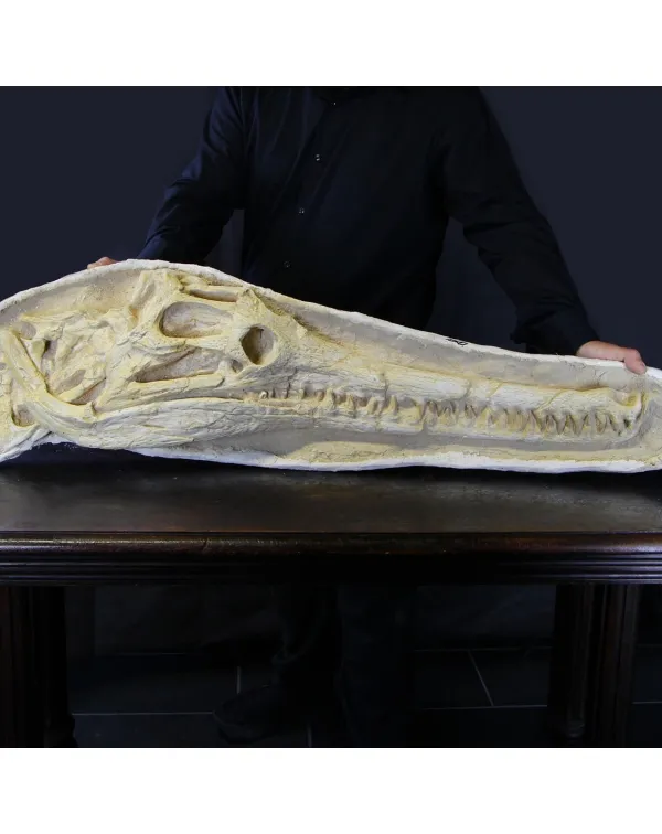 Cranio Fossile Dyrosaurus