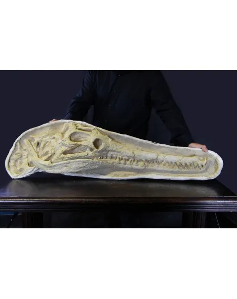 Cranio Fossile Dyrosaurus