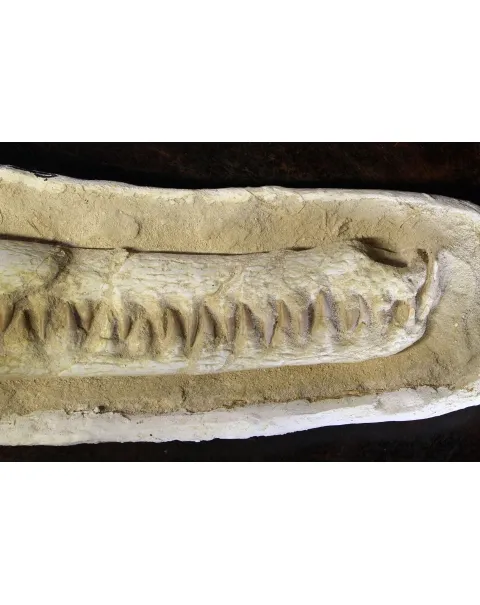 Cranio Fossile Dyrosaurus