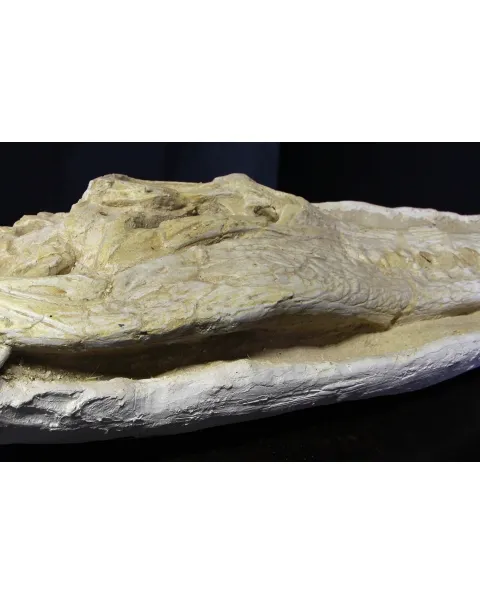 Cranio Fossile Dyrosaurus