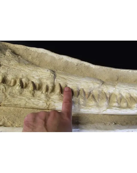 Cranio Fossile Dyrosaurus